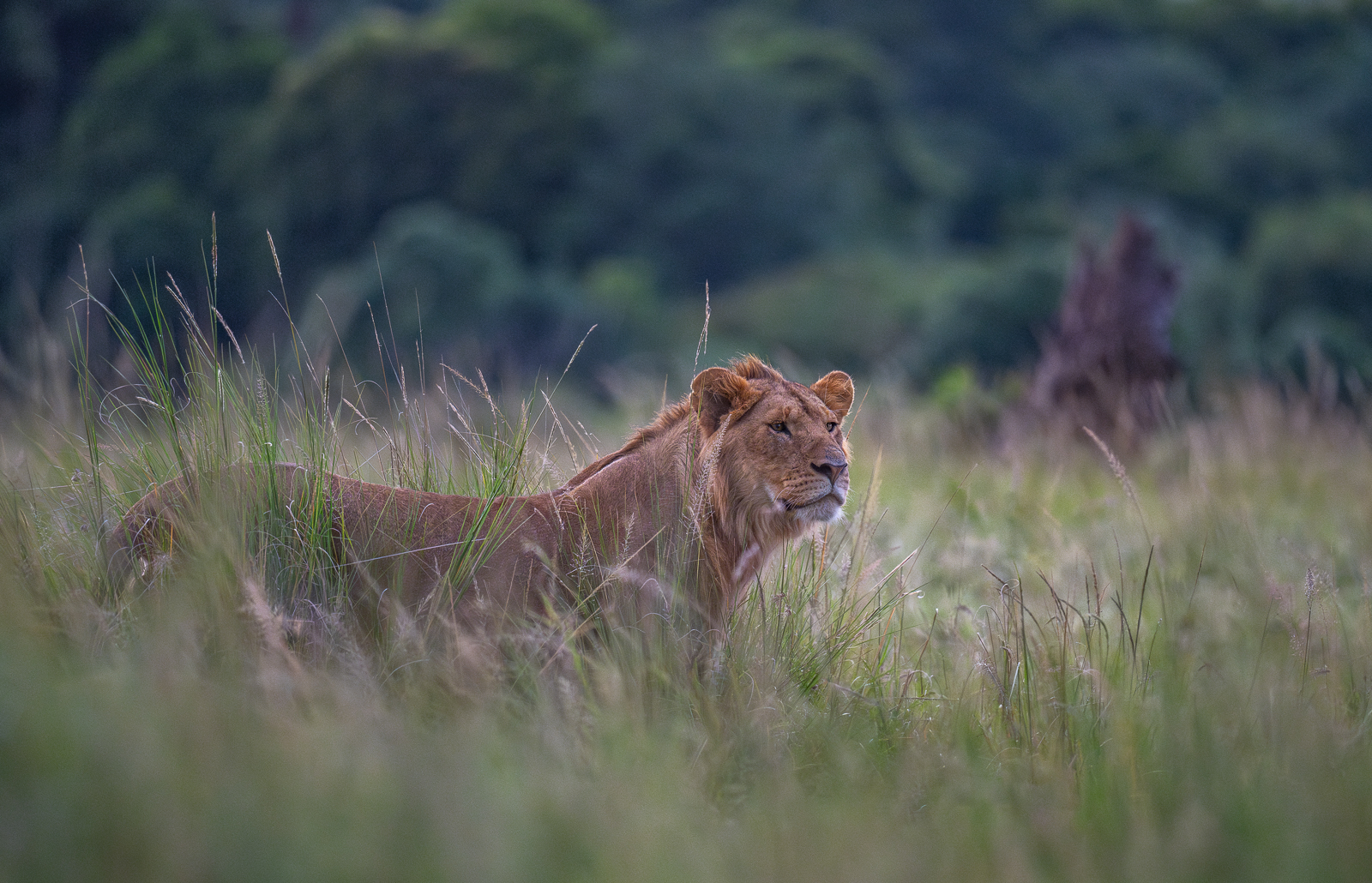 Young Male Lion, Kenya