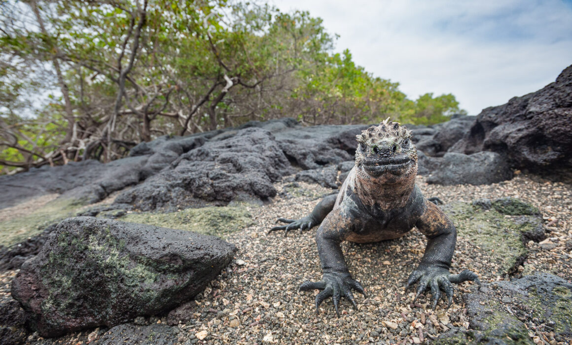 Marine Iguana, Galápagos Islands, Ecuador