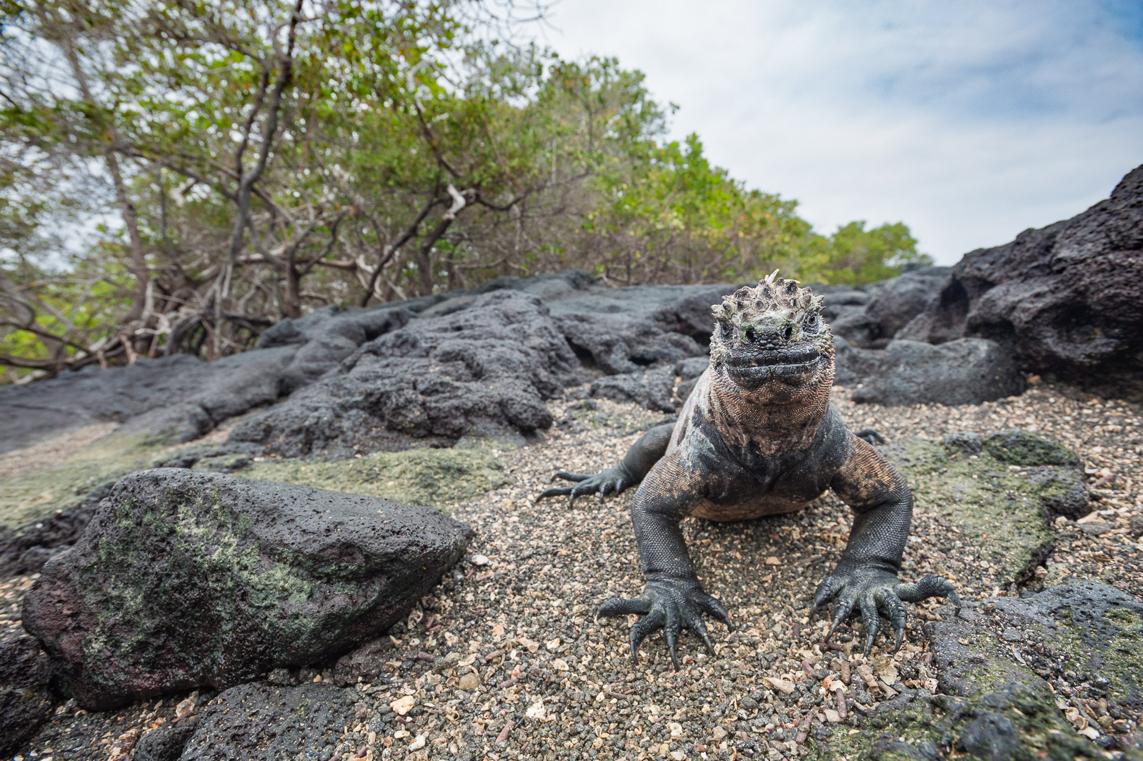 Marine Iguana, Galápagos Islands, Ecuador