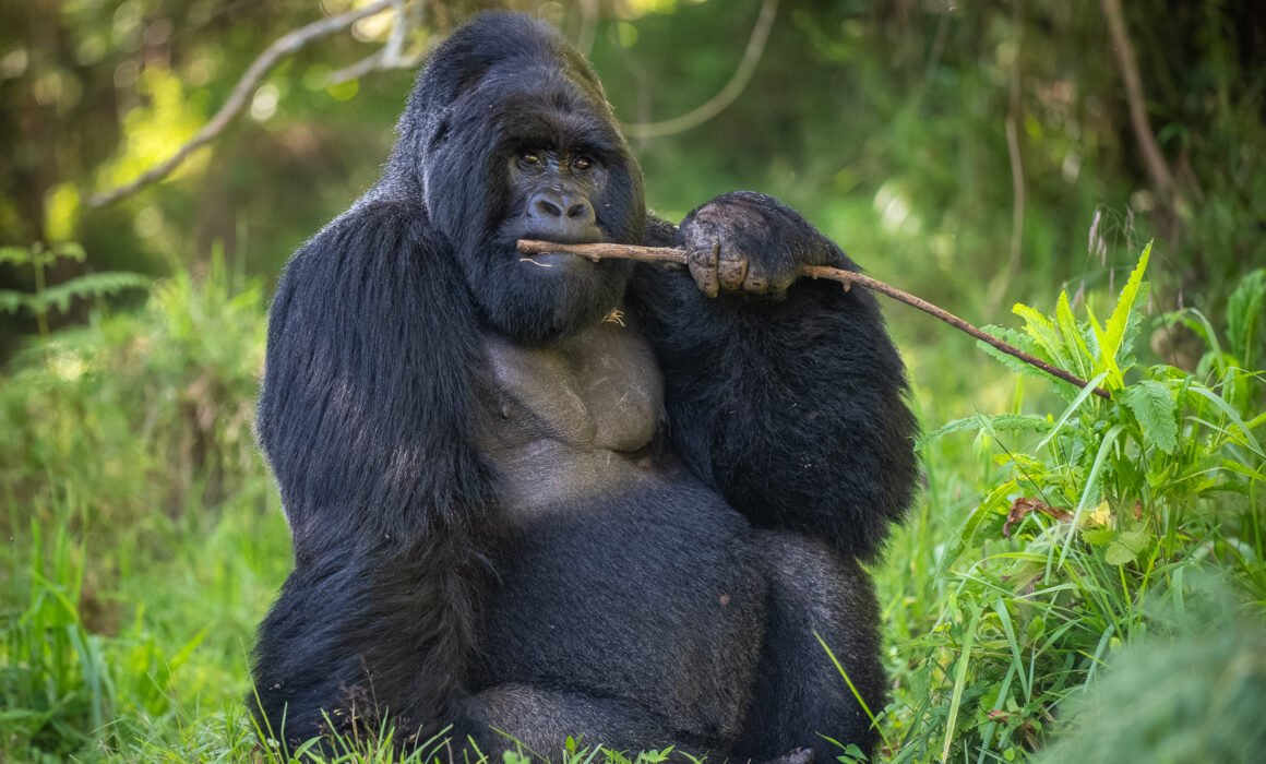 Mountain Gorilla, Uganda