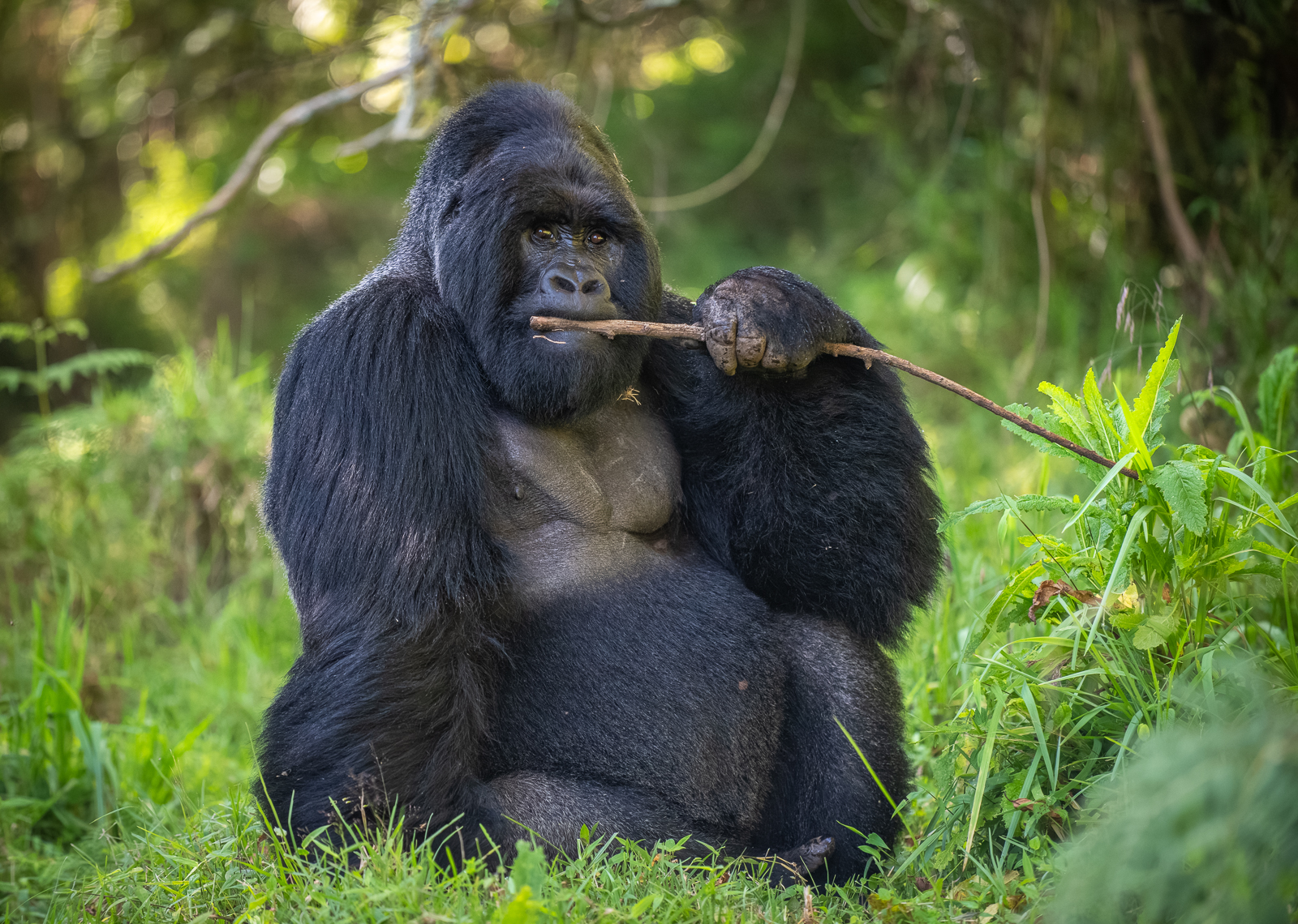 Mountain Gorilla, Uganda
