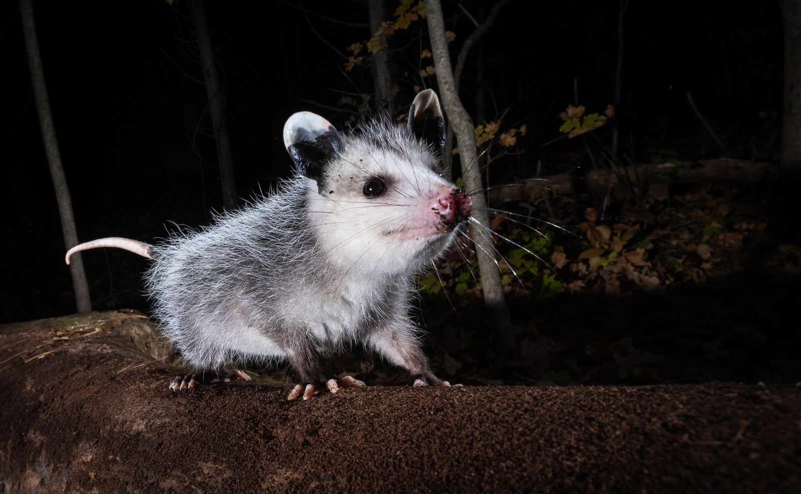 Opossum, Farmington, Connecticut
