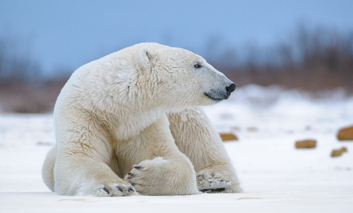 Polar Bear, Canada