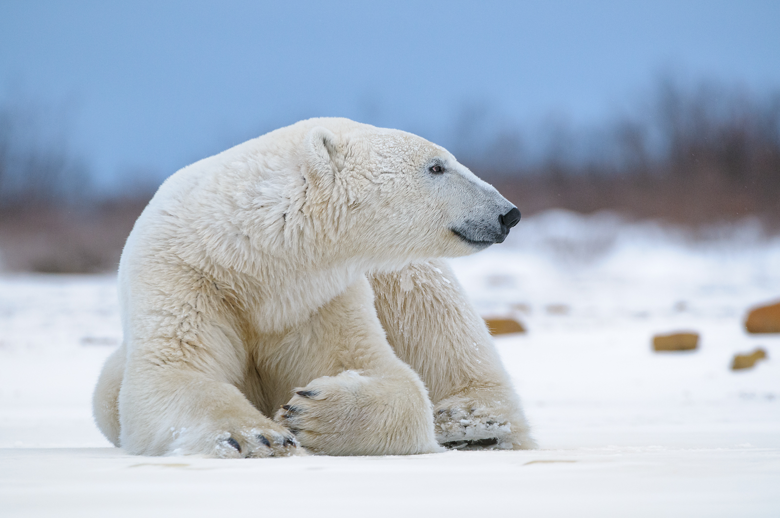 Polar Bear, Canada