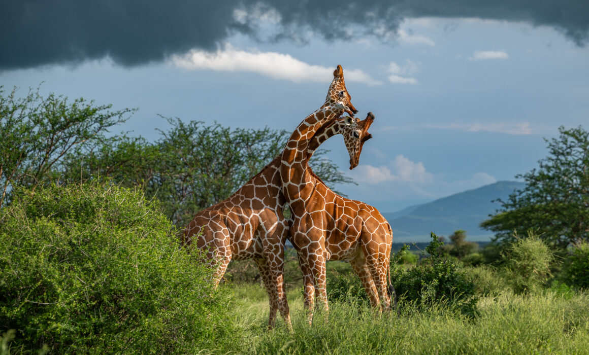 Giraffe Fight, Kenya