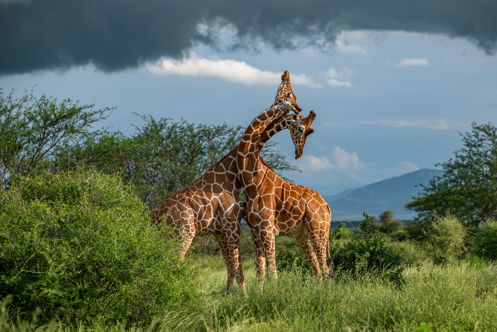 Giraffe Fight, Kenya