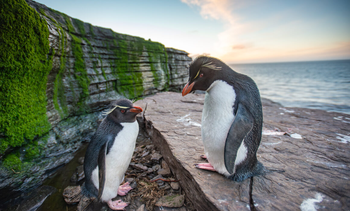 Rockhopper Penguins, Falkland Islands