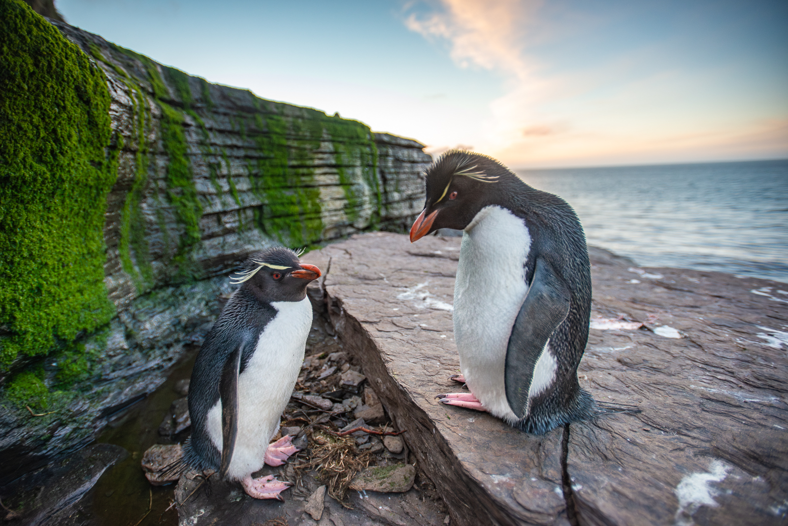 Rockhopper Penguins, Falkland Islands