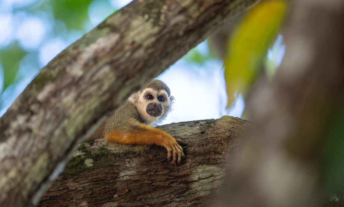 Guianan Squirrel Monkey, Guyana