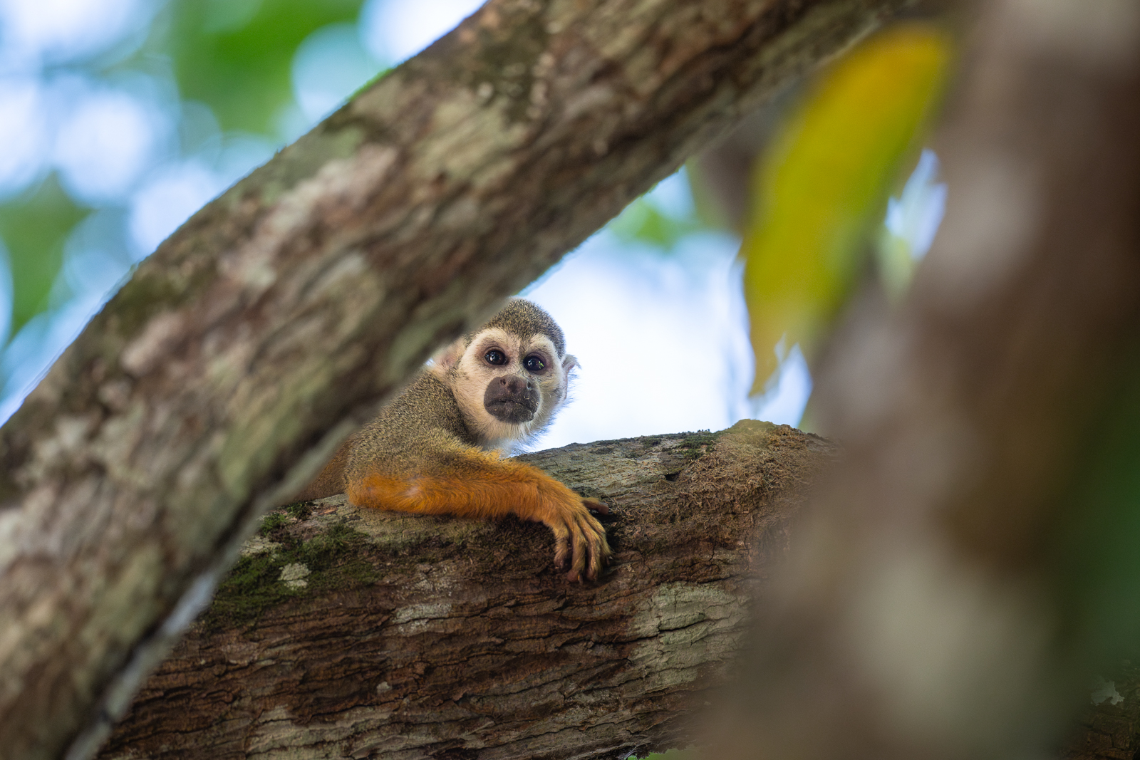 Guianan Squirrel Monkey, Guyana