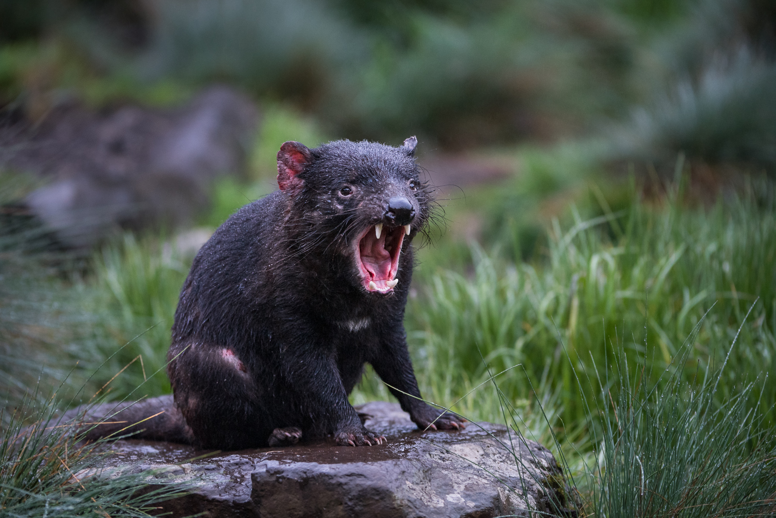 Tasmanian Devil, Cradle Mountain National Park, Tasmania, Australia