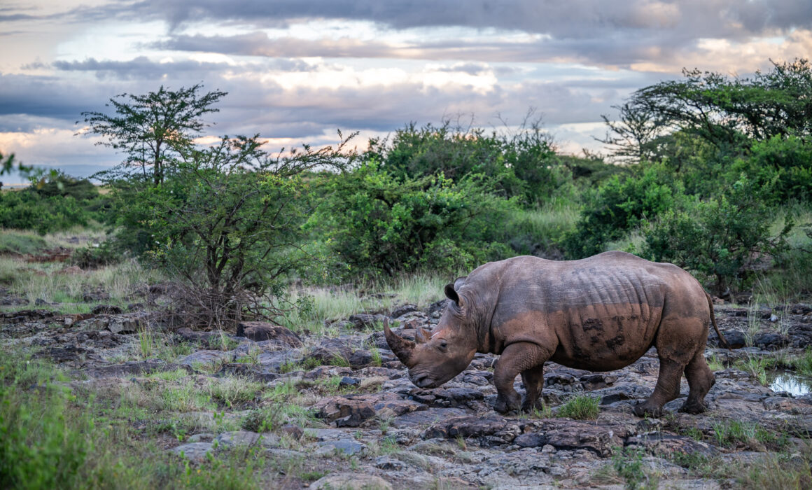 White Rhino, Nairobi National Park, Kenya