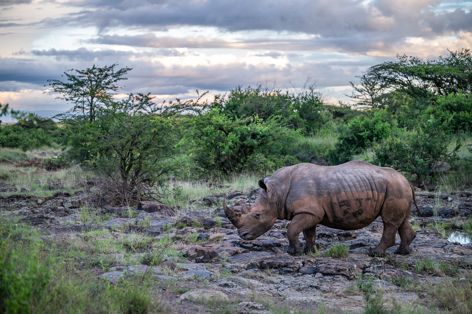 White Rhino, Nairobi National Park, Kenya