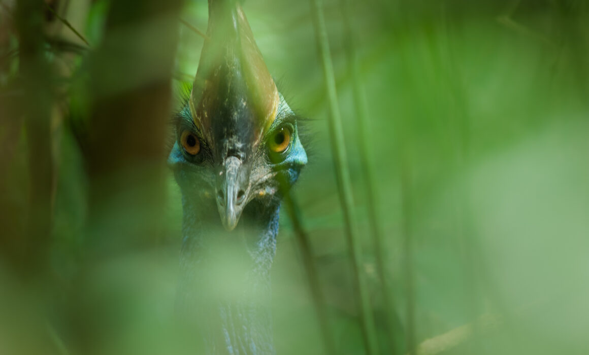 Cassowary, Australia