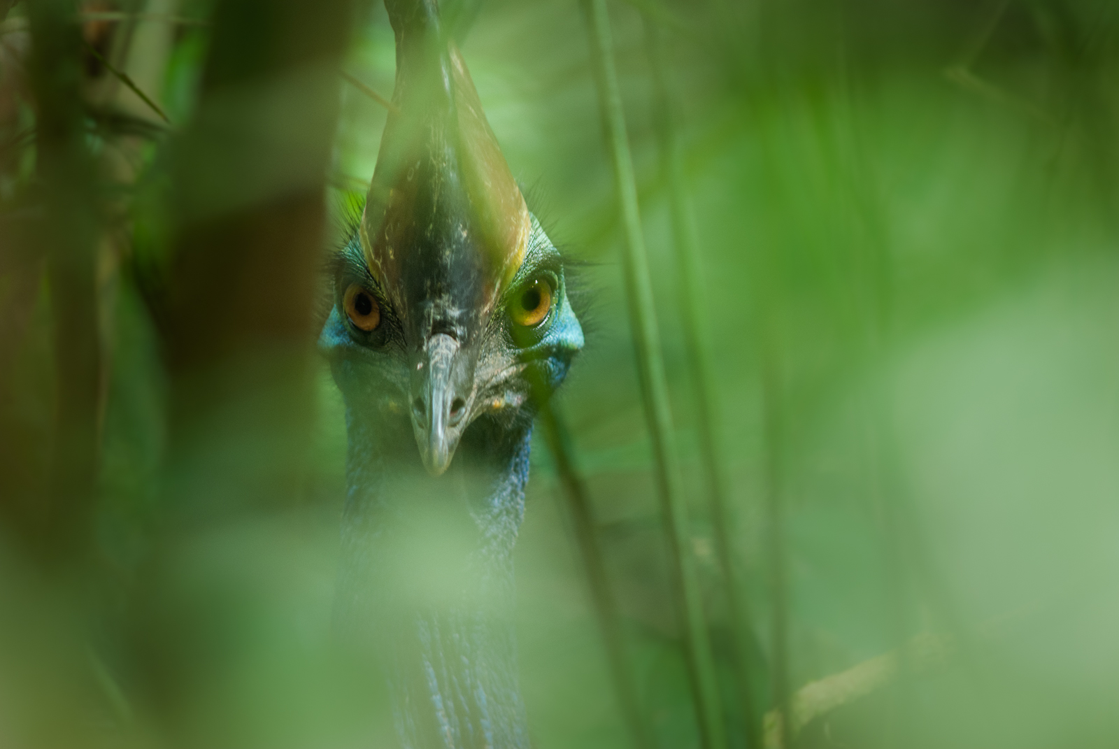 Cassowary, Australia