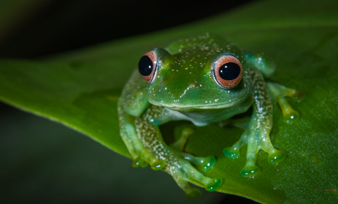 Elena's Treefrog, Madagascar