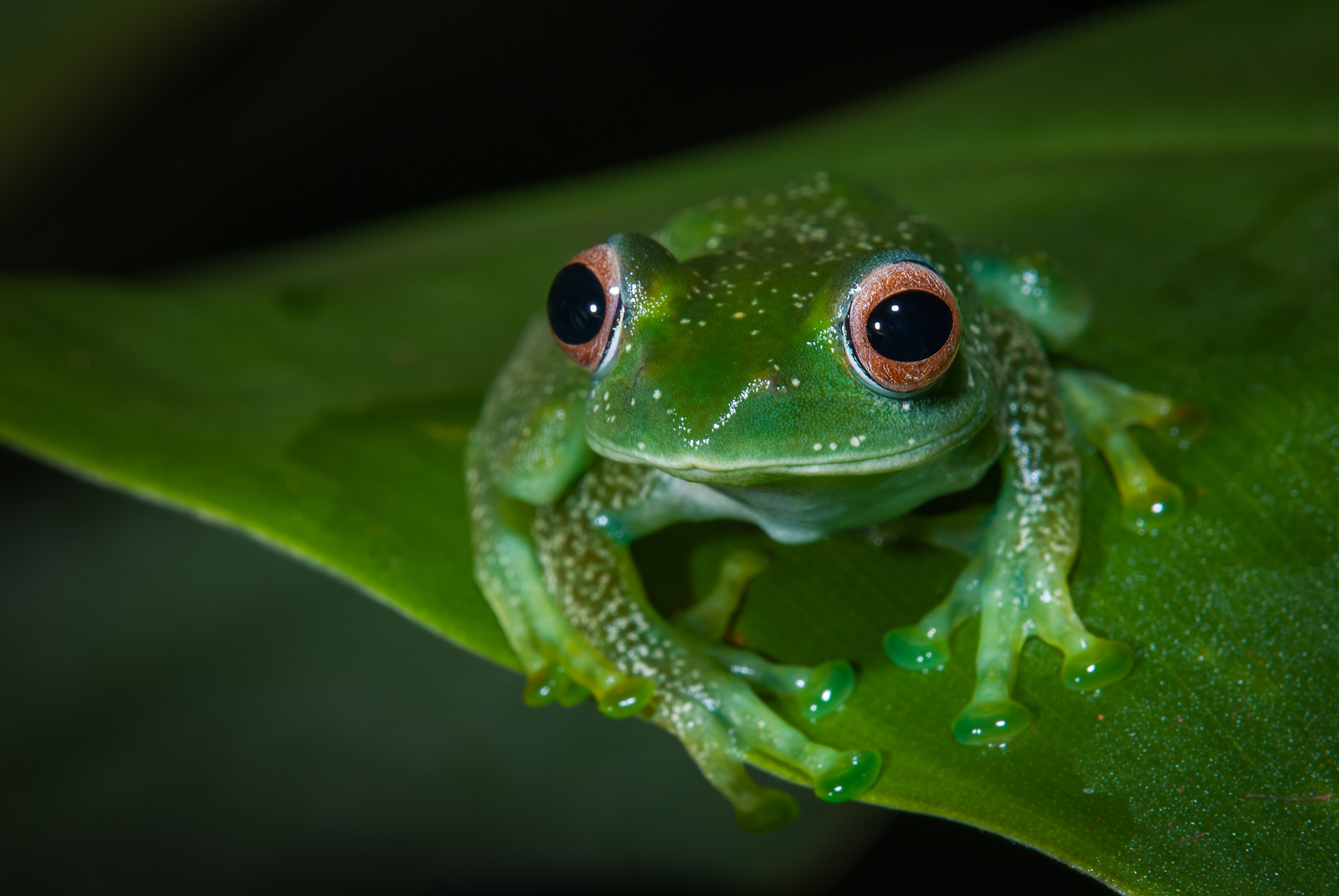 Elena's Treefrog, Madagascar