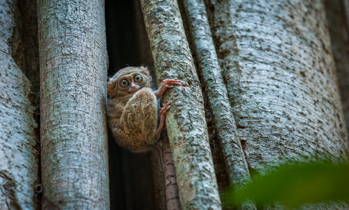 Gursky's Spectral Tarsier, Indonesia