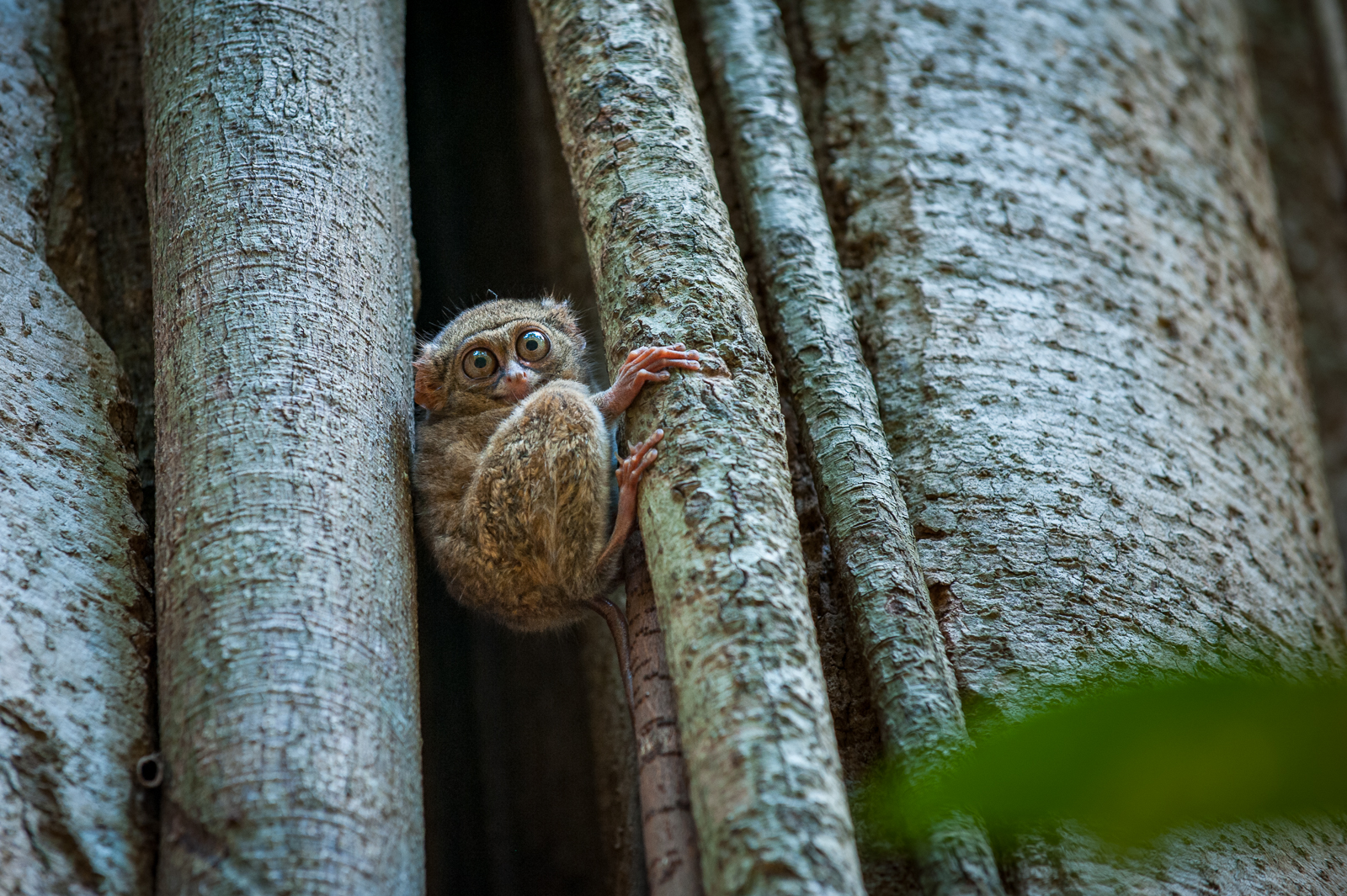 Gursky's Spectral Tarsier, Indonesia