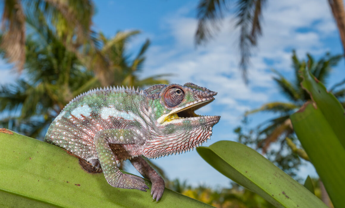 Panther Chameleon, Madagascar