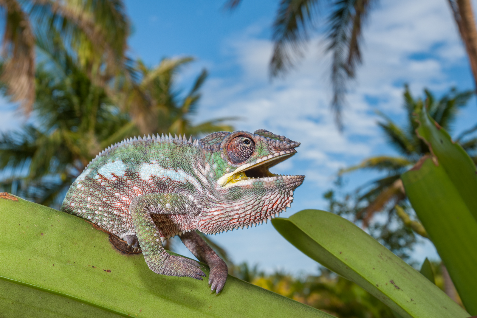 Panther Chameleon, Madagascar