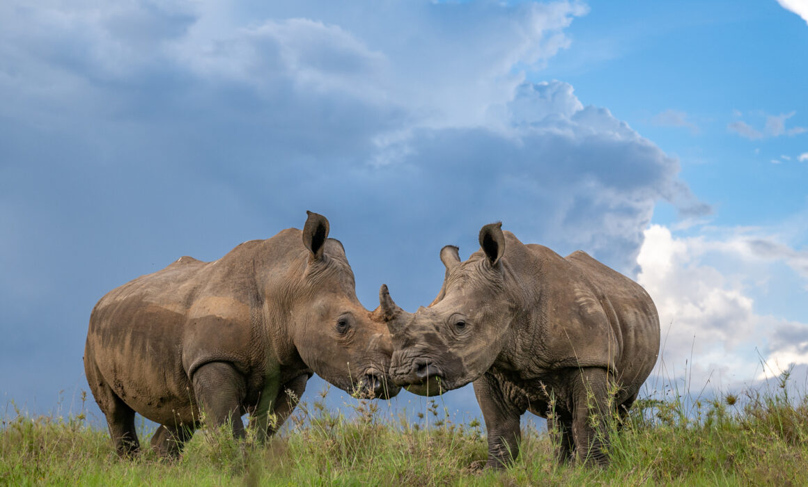 White Rhinos, Kenya
