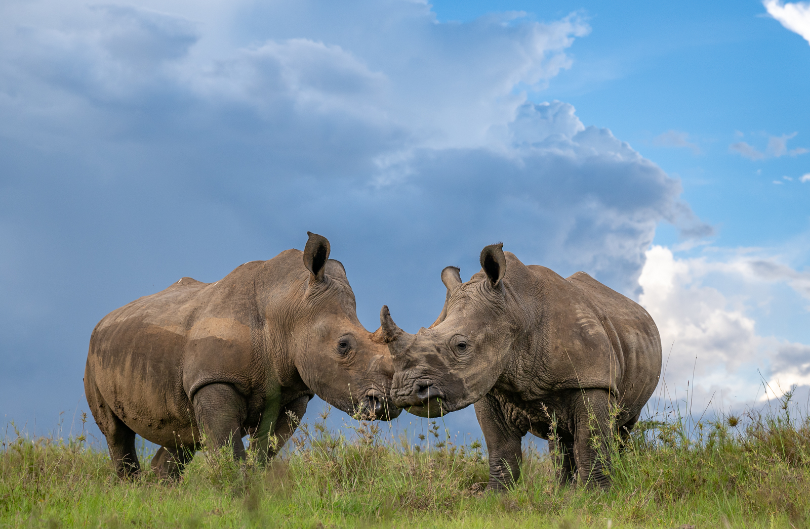 White Rhinos, Kenya