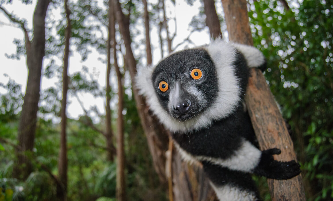 Black and White Ruffed Lemur, Madagascar
