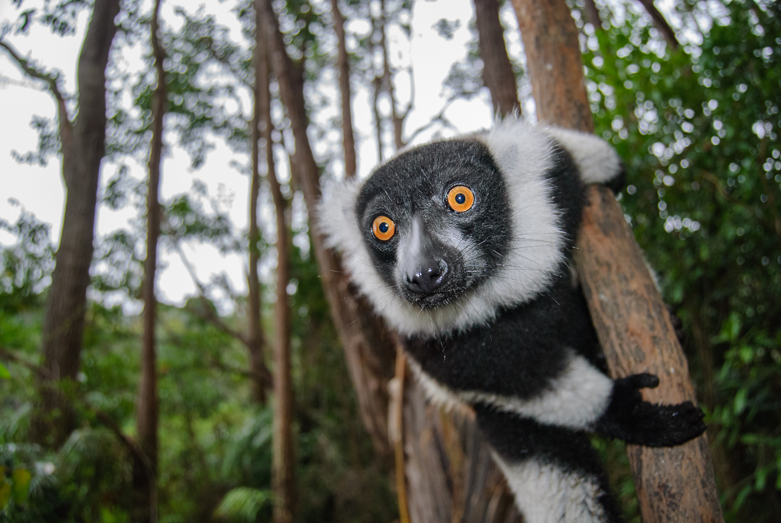Black and White Ruffed Lemur, Madagascar