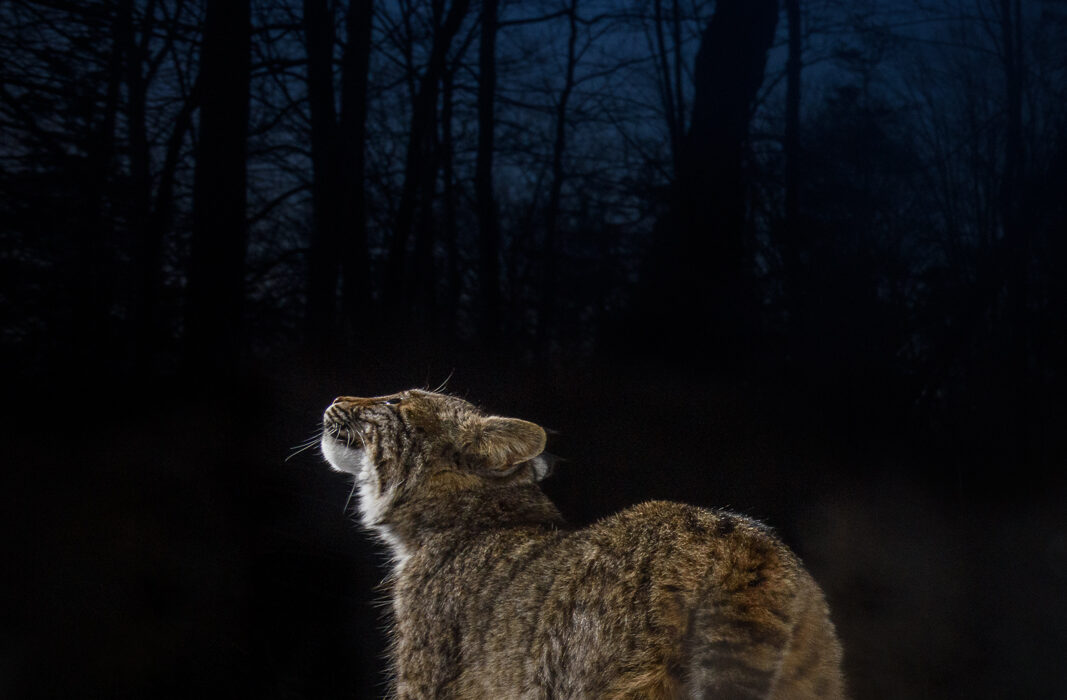 Bobcat, Farmington, Connecticut