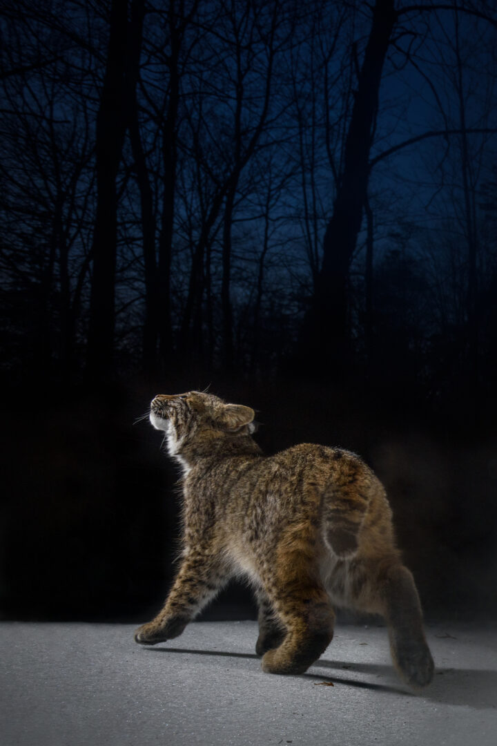 Bobcat, Farmington, Connecticut