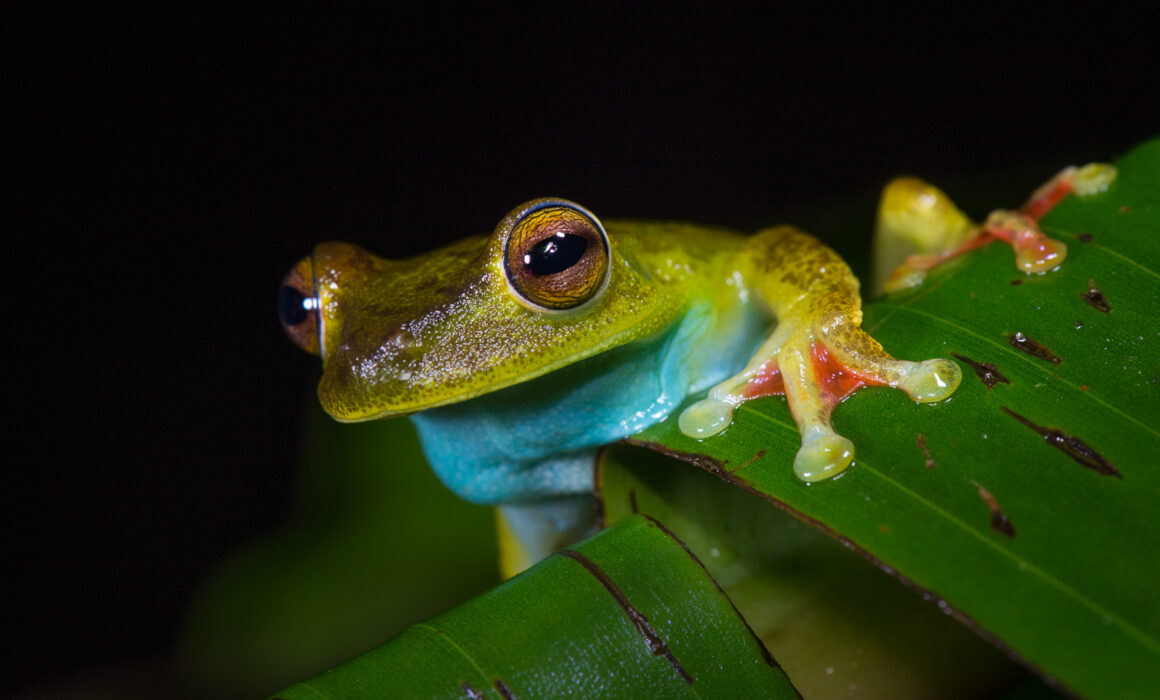 Canal Zone Tree Frog, Panama