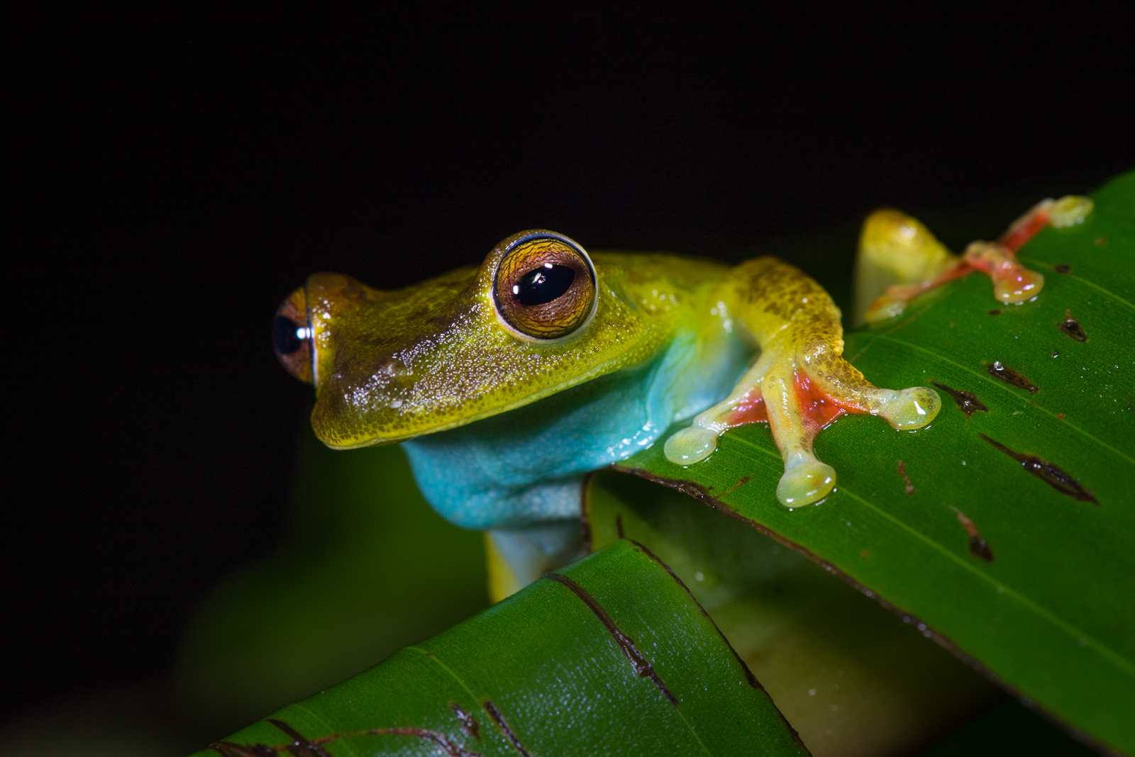 Canal Zone Tree Frog, Panama