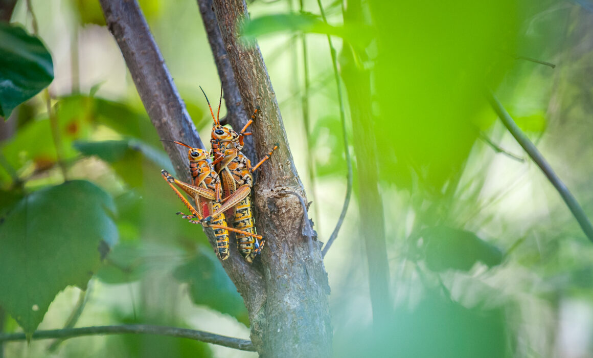 Eastern Lubber Grasshoppers, Florida