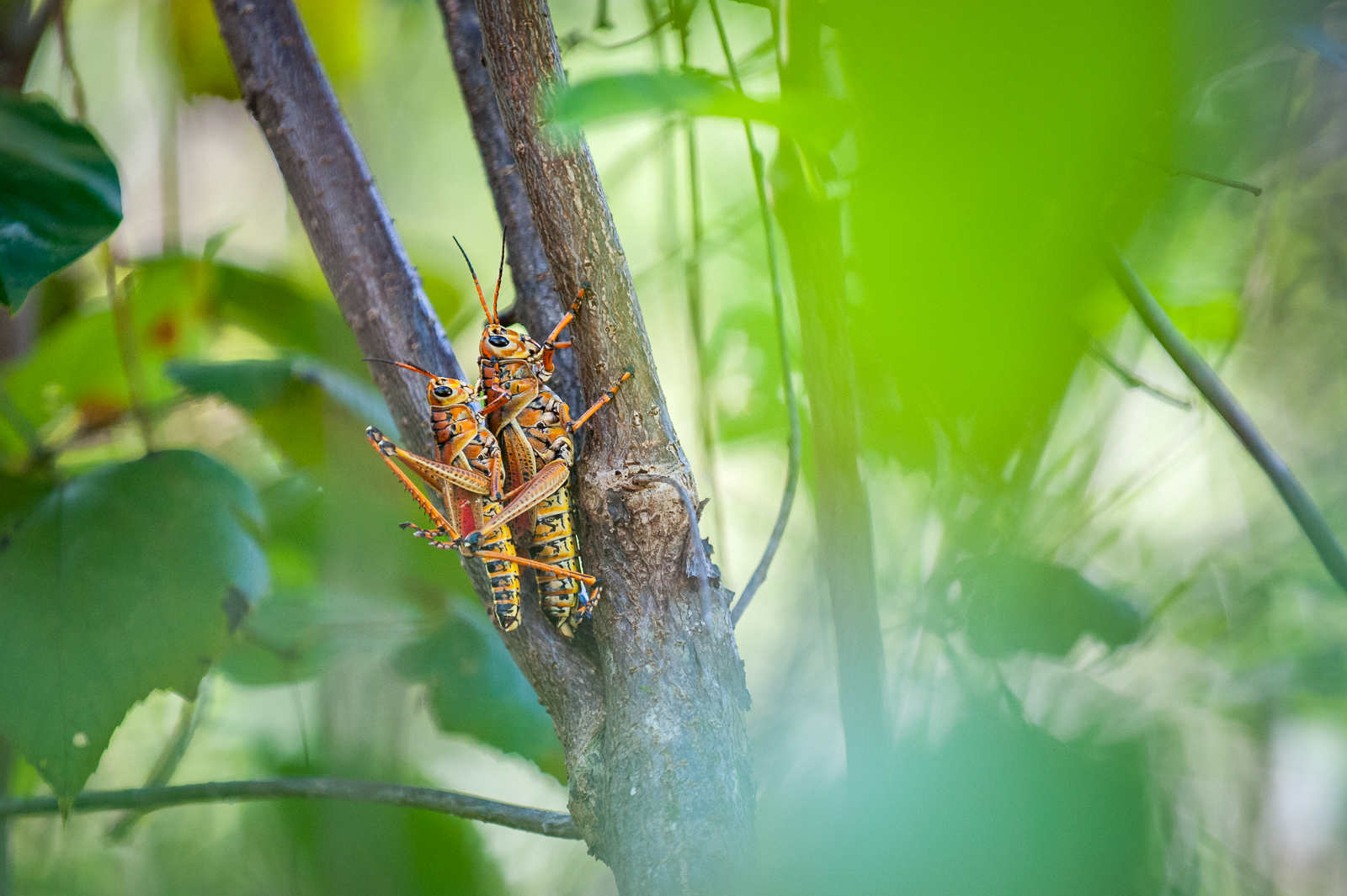 Eastern Lubber Grasshoppers, Florida