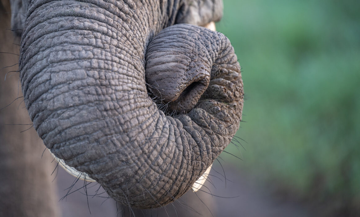 Elephant Trunk, Kenya