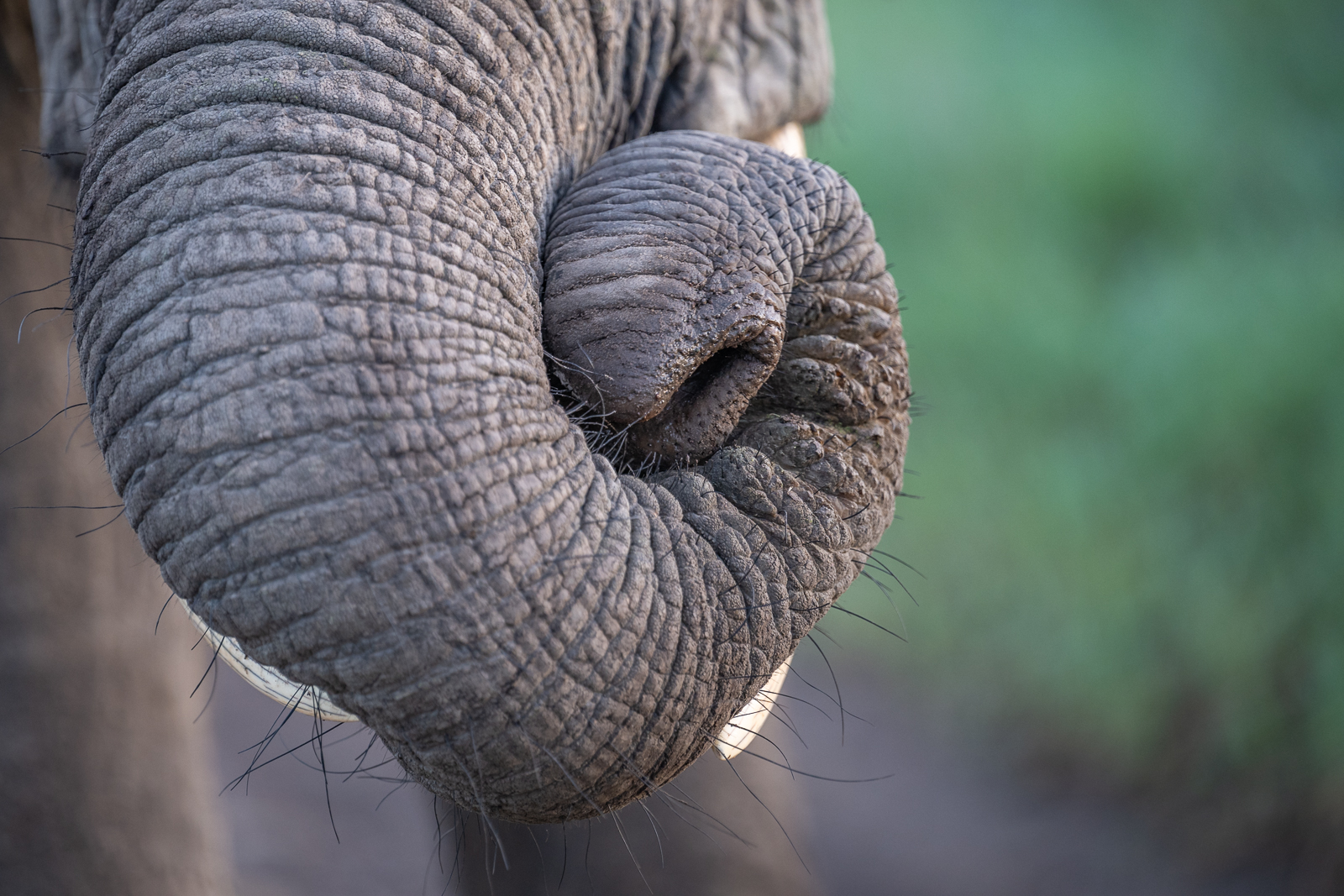Elephant Trunk, Kenya