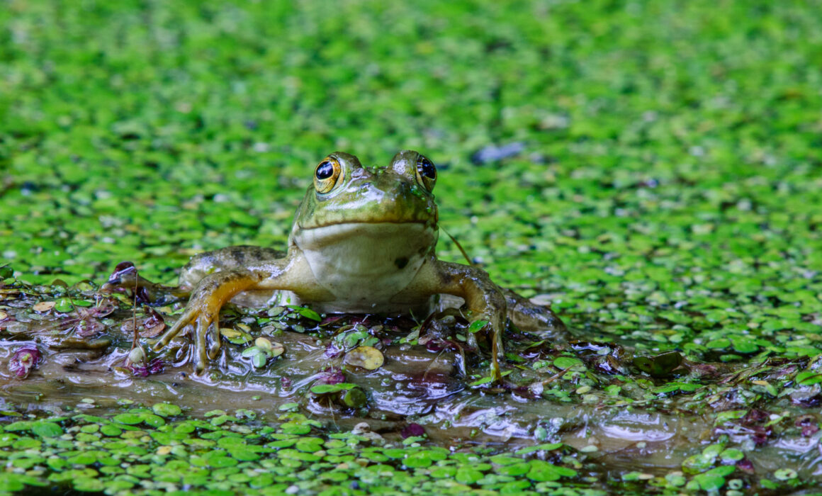 American Bullfrog, Indiana