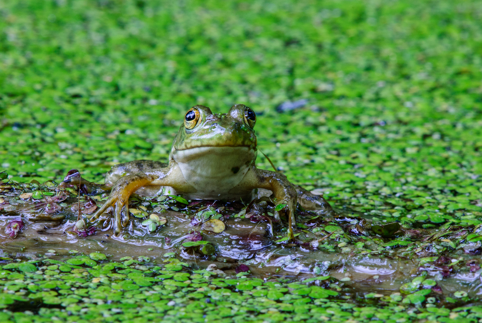 American Bullfrog, Indiana