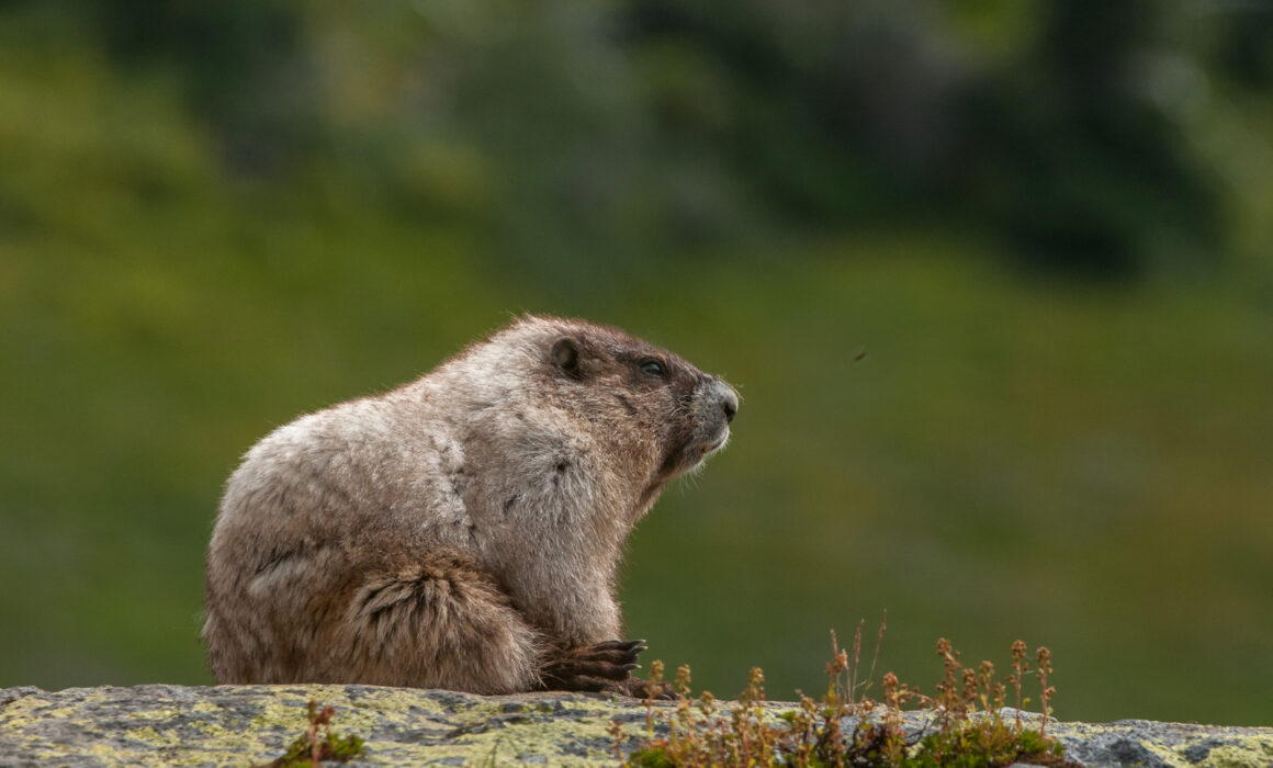 Hoary Marmot, Washington State