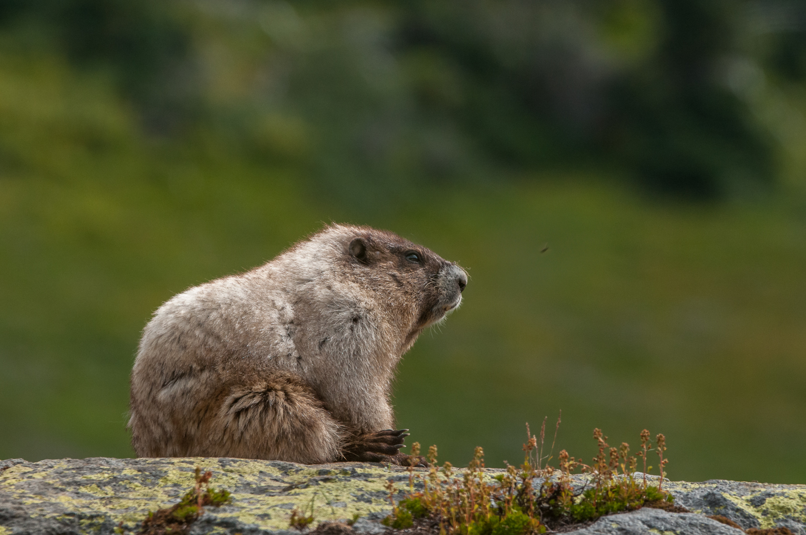 Hoary Marmot, Washington State