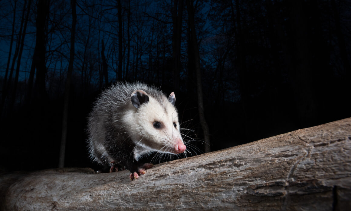 Virginia Opossum, Farmington, Connecticut