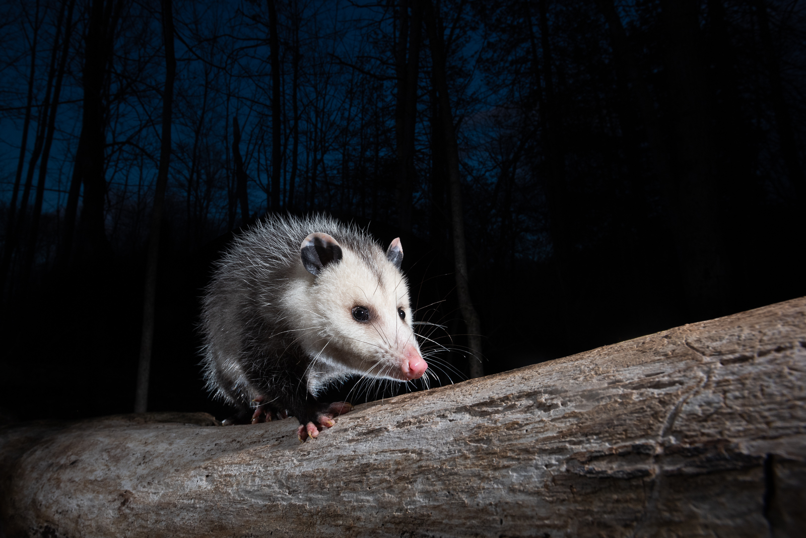 Virginia Opossum, Farmington, Connecticut