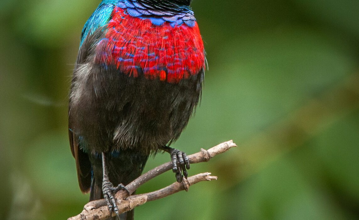 Red-Chested Sunbird, Uganda