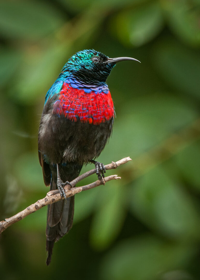 Red-Chested Sunbird, Uganda
