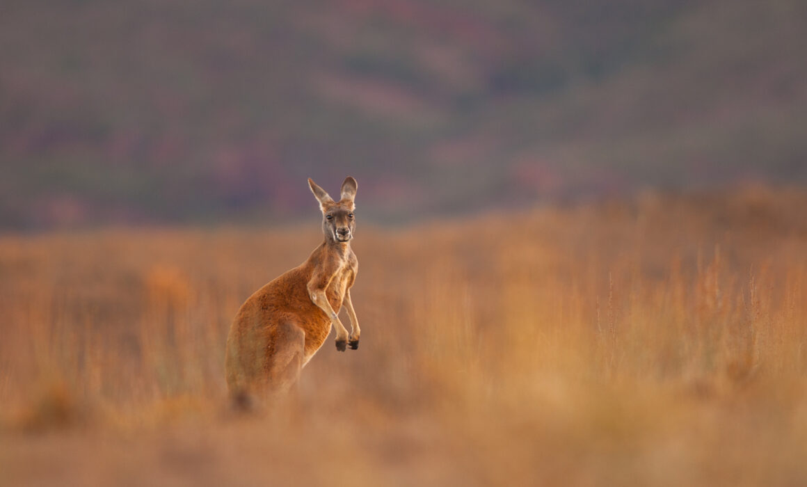 Red Kangaroo, Flinders Ranges National Park, South Australia