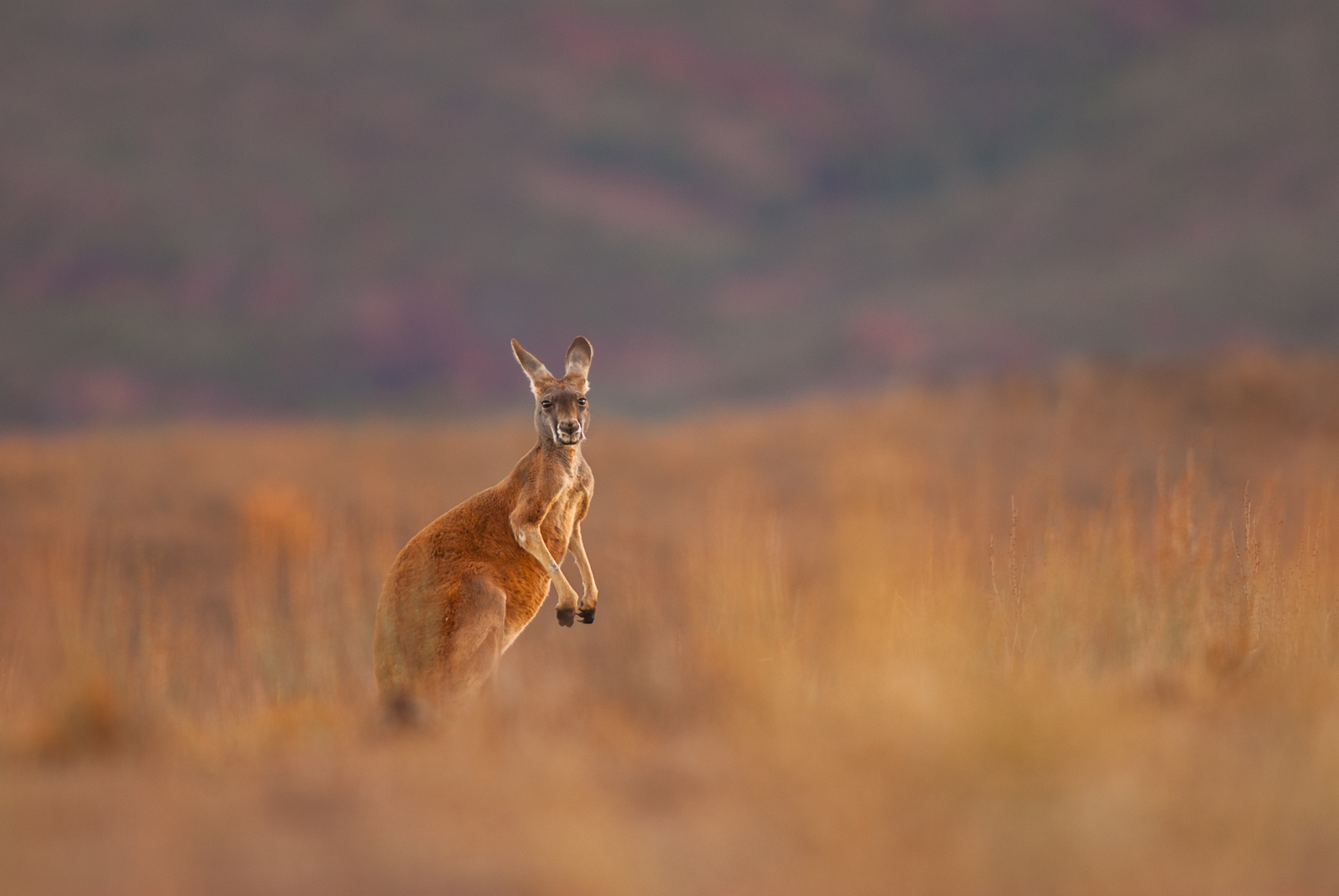 Red Kangaroo, Flinders Ranges National Park, South Australia