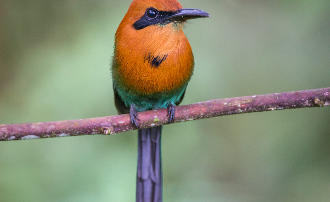 Rufous Motmot, Ecuador
