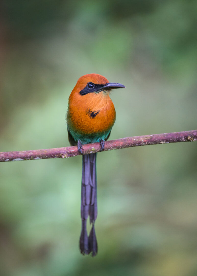 Rufous Motmot, Ecuador