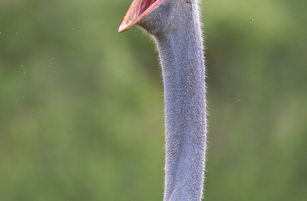 Somali Ostrich, Kenya